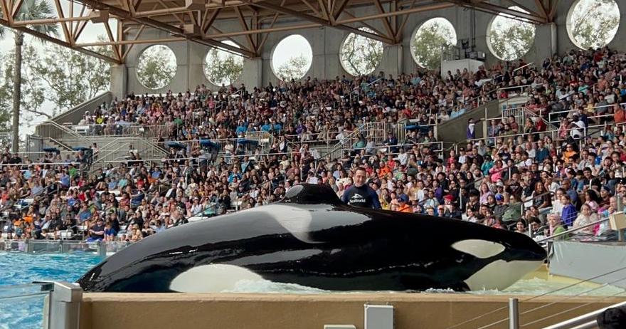 Orca Encounter